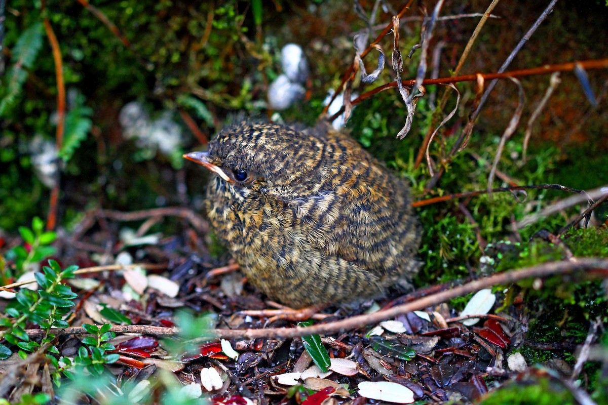 Ancash Tapaculo - ML631371497