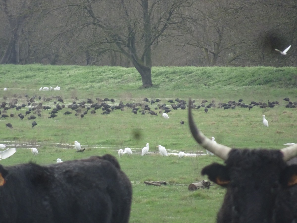 Glossy Ibis - ML631371697