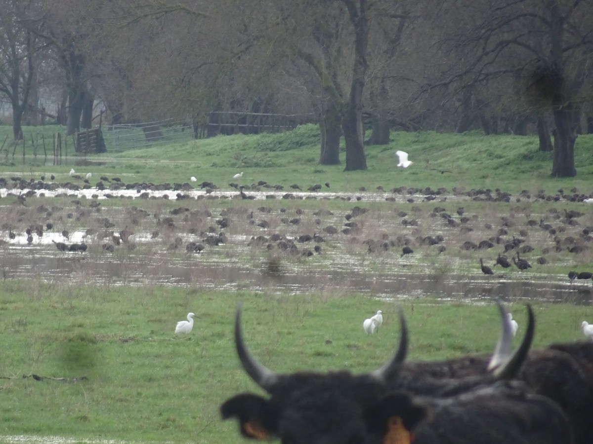 Glossy Ibis - ML631371698