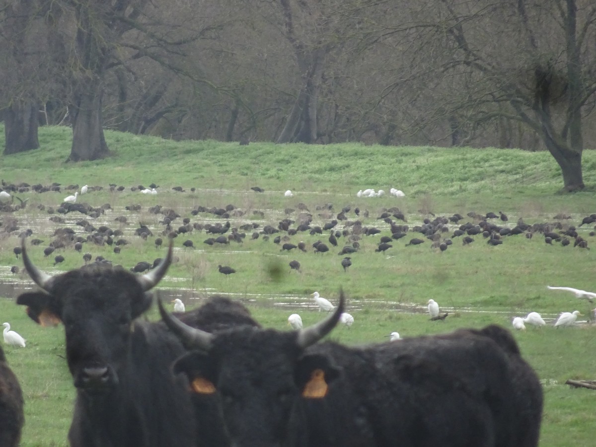 Glossy Ibis - ML631371699