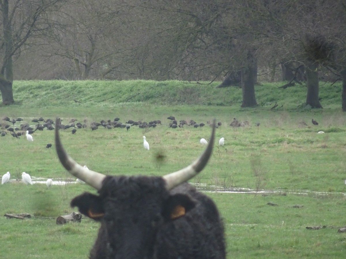 Glossy Ibis - ML631371700