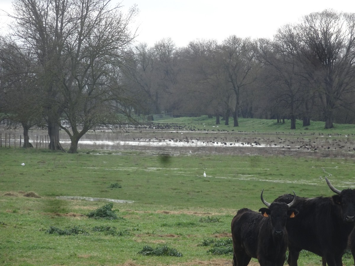Glossy Ibis - ML631371827
