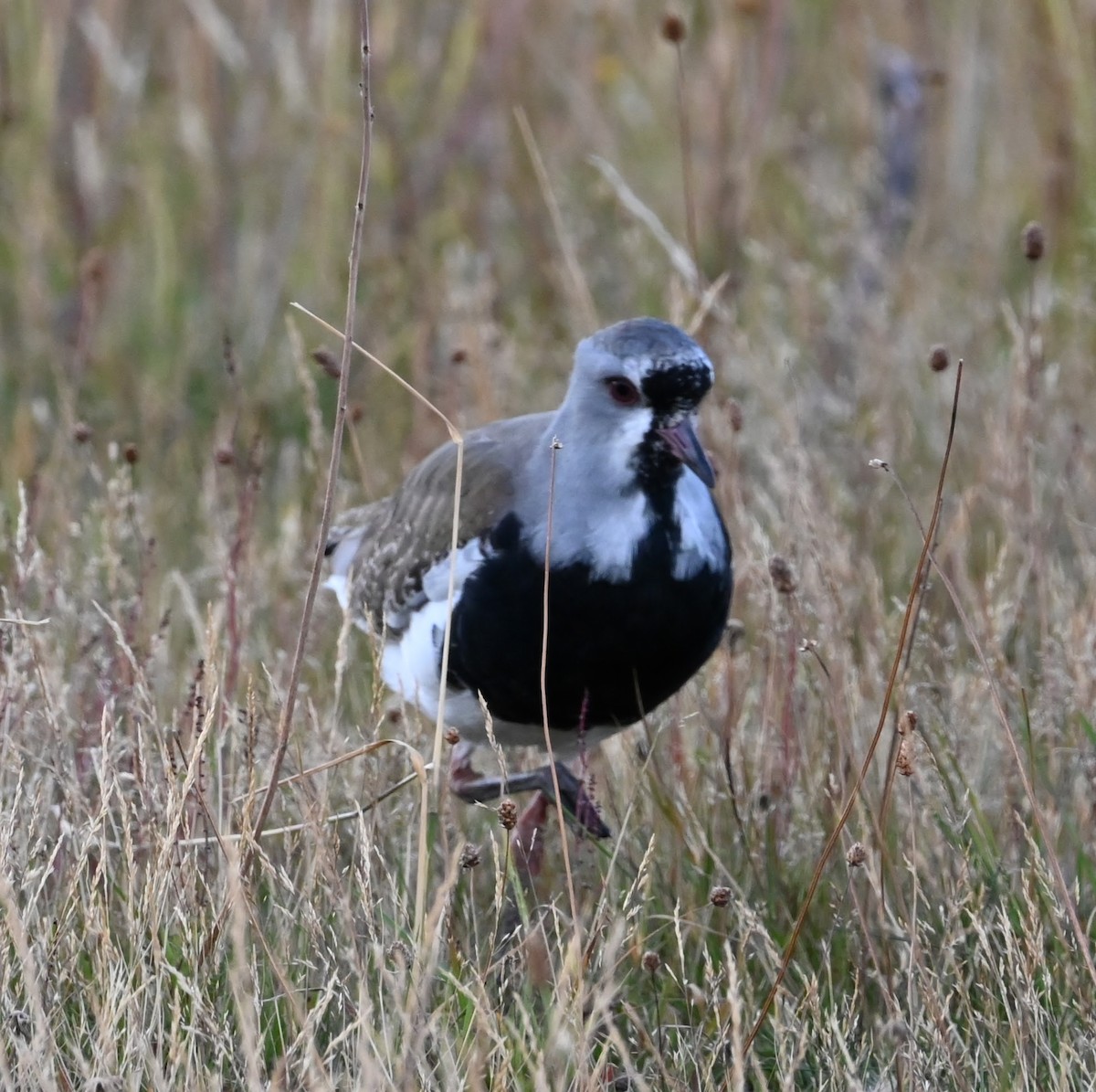 Southern Lapwing - ML631371975