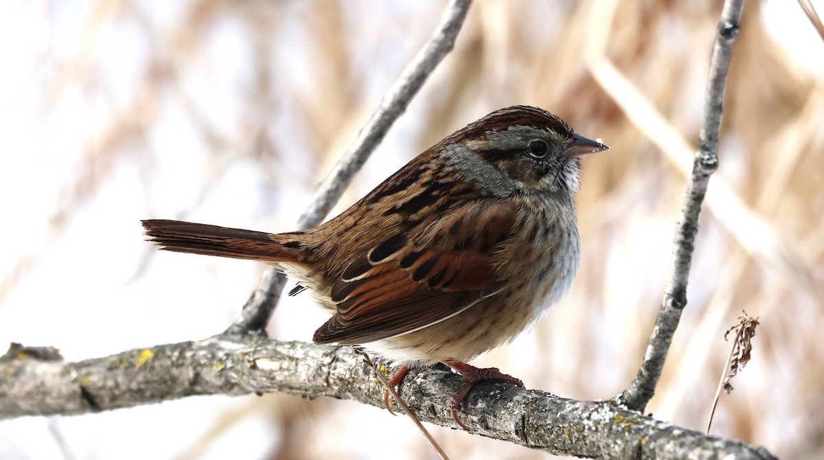 Swamp Sparrow - ML631372258