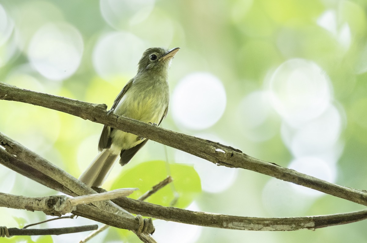 Western Olivaceous Flatbill - ML631372259