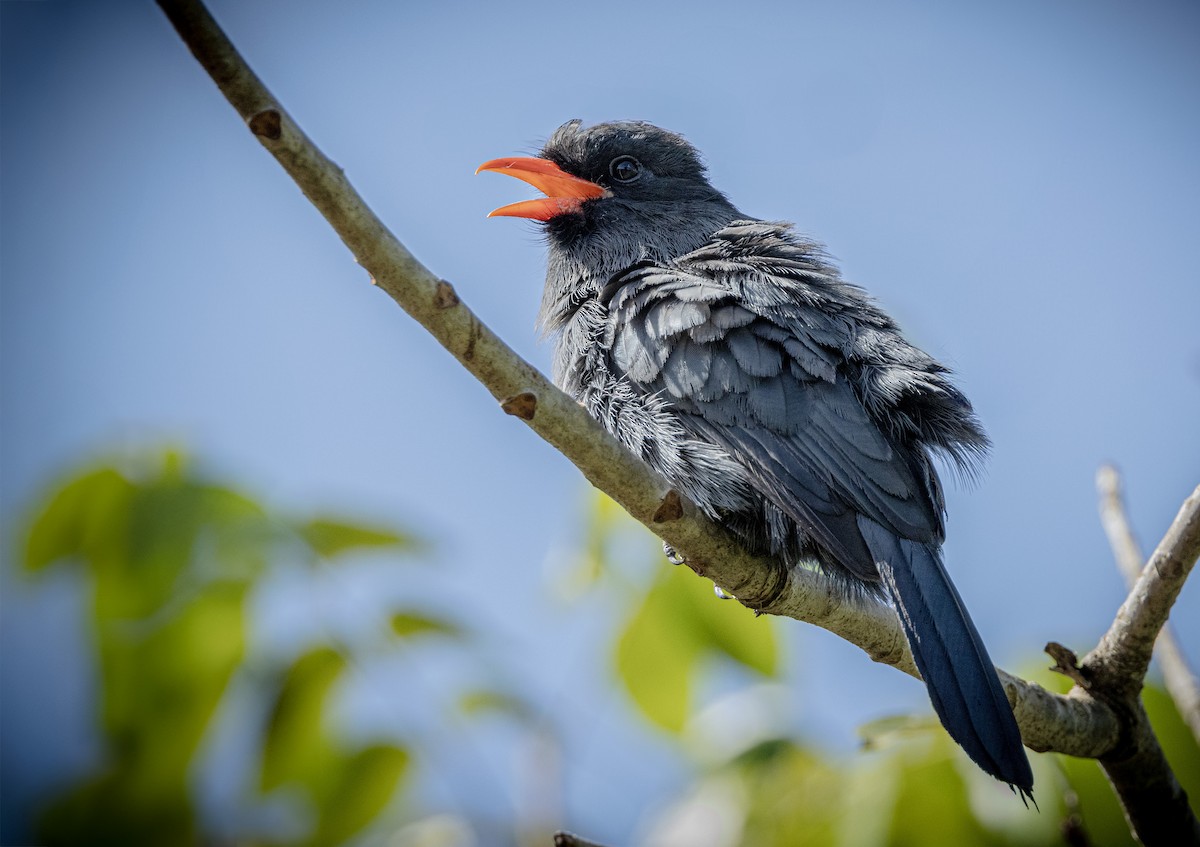 Black-fronted Nunbird - ML631372278