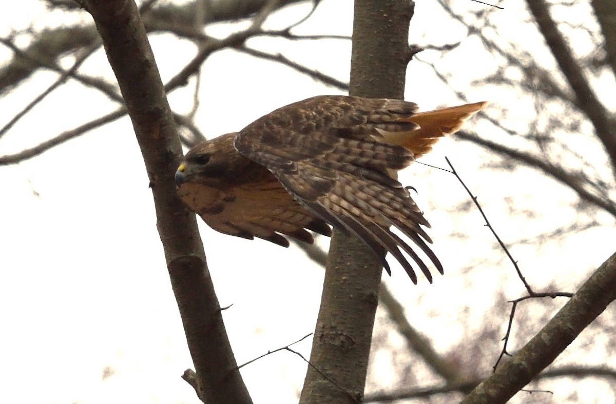 Red-tailed Hawk - ML631372307