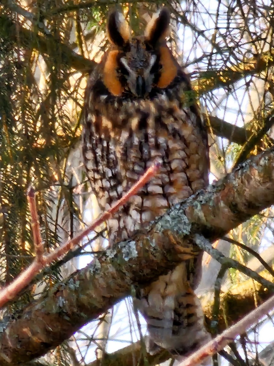 Long-eared Owl (American) - Randy Mann-Stone