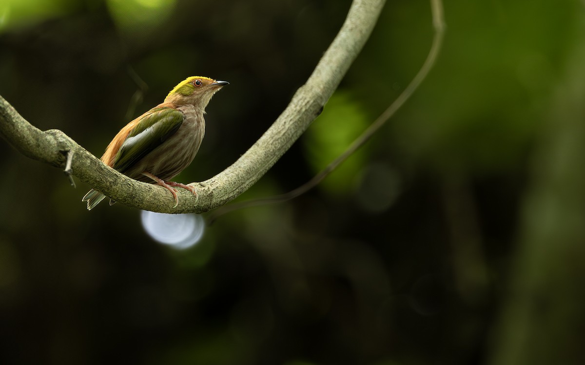 Fiery-capped Manakin - ML631372371