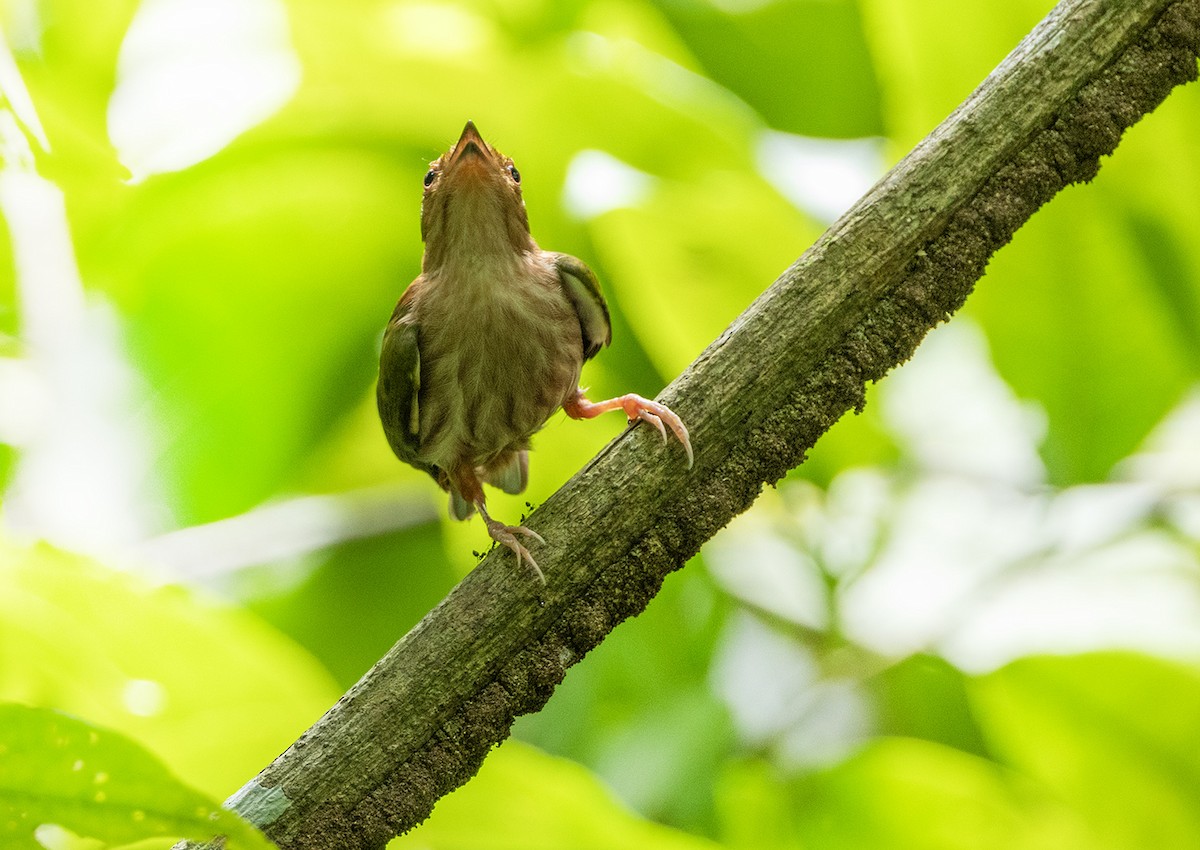 Fiery-capped Manakin - ML631372372