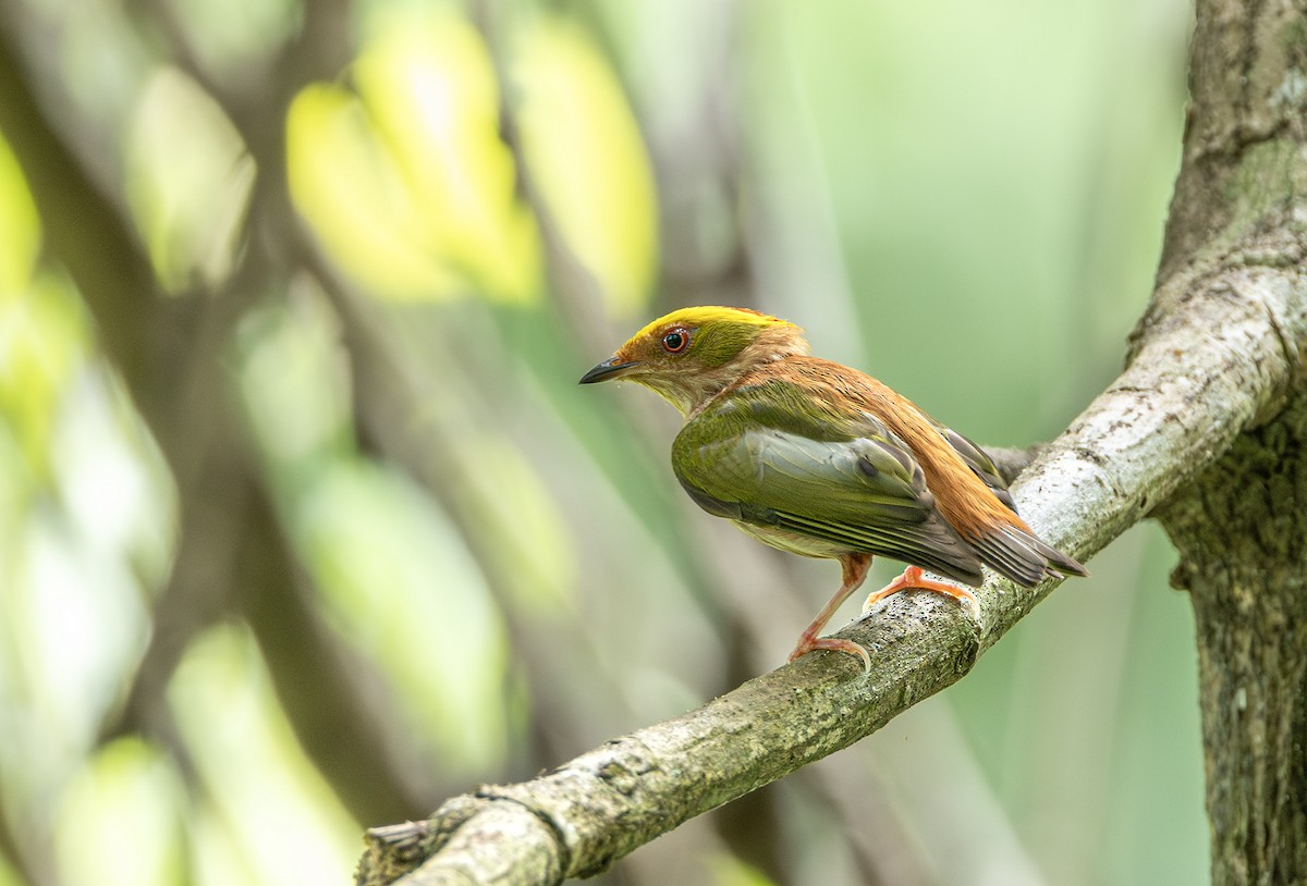 Fiery-capped Manakin - ML631372373