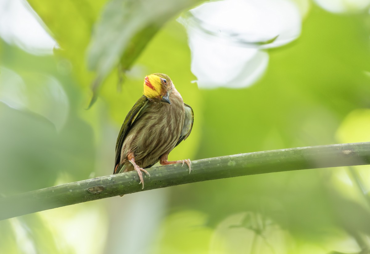 Fiery-capped Manakin - ML631372374