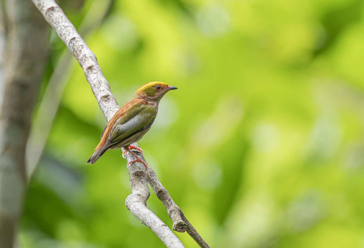 Fiery-capped Manakin - ML631372375