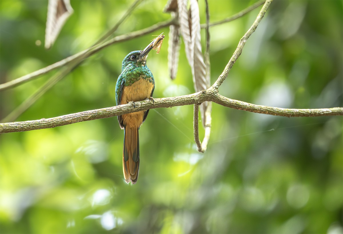 Bluish-fronted Jacamar - ML631372460