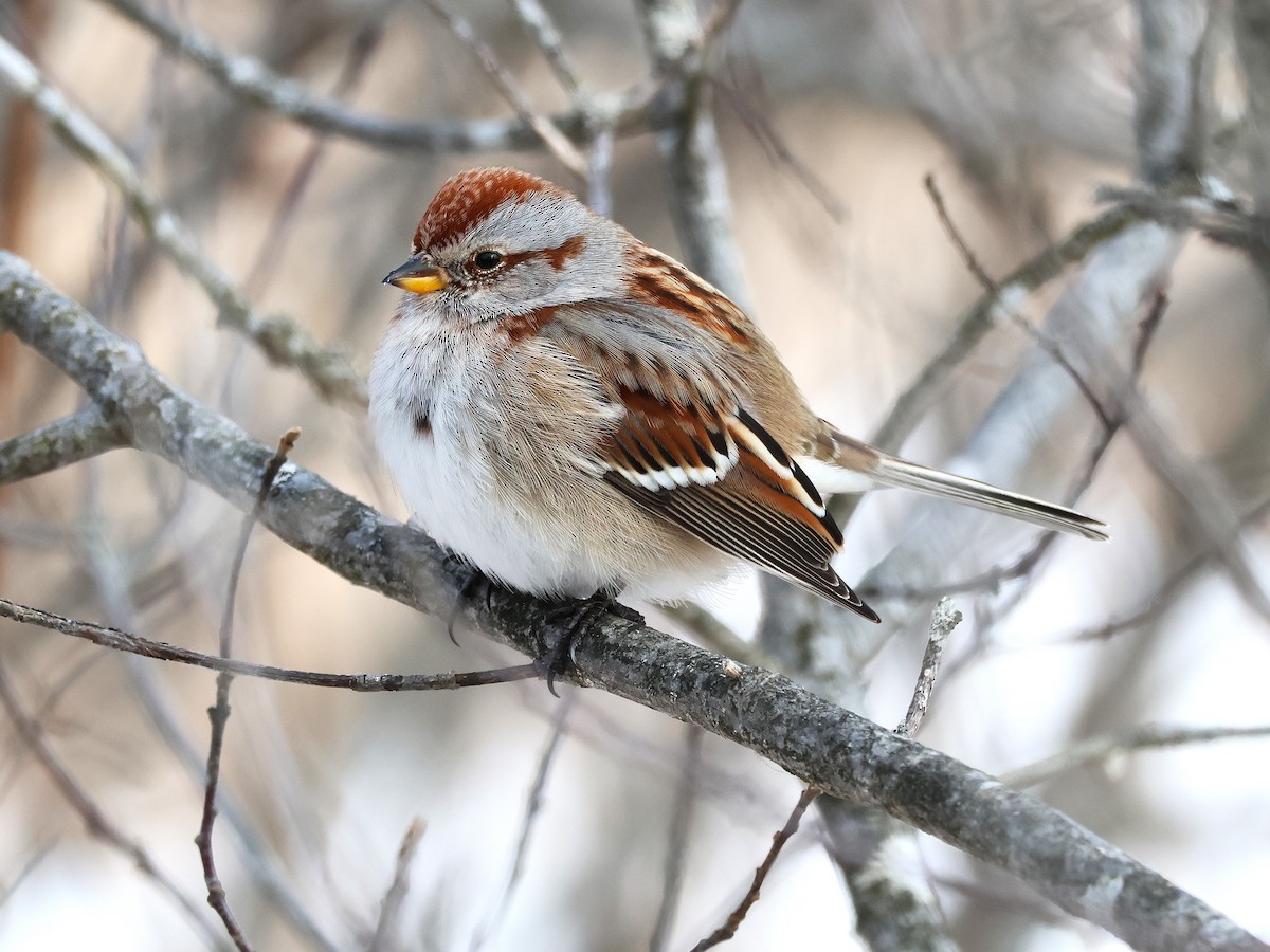 American Tree Sparrow - ML631372477