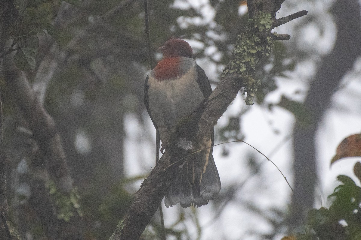 Flame-breasted Fruit-Dove - ML631372705