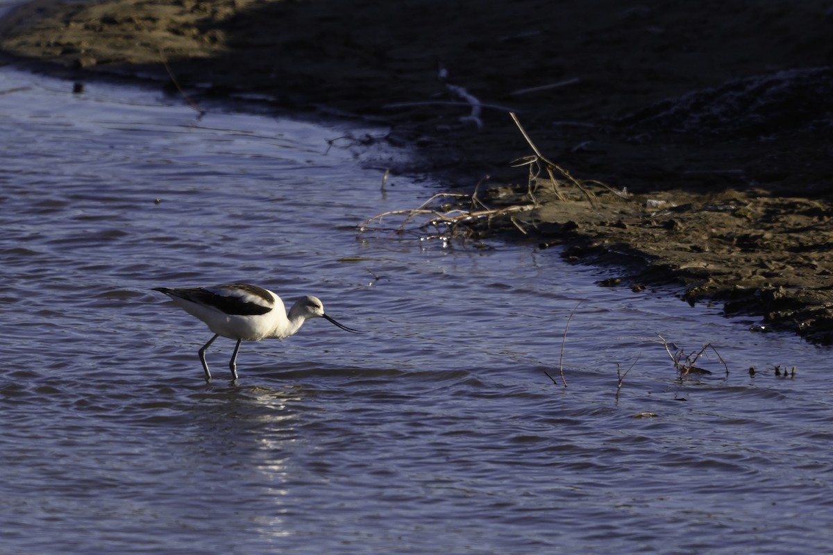 American Avocet - ML631372858