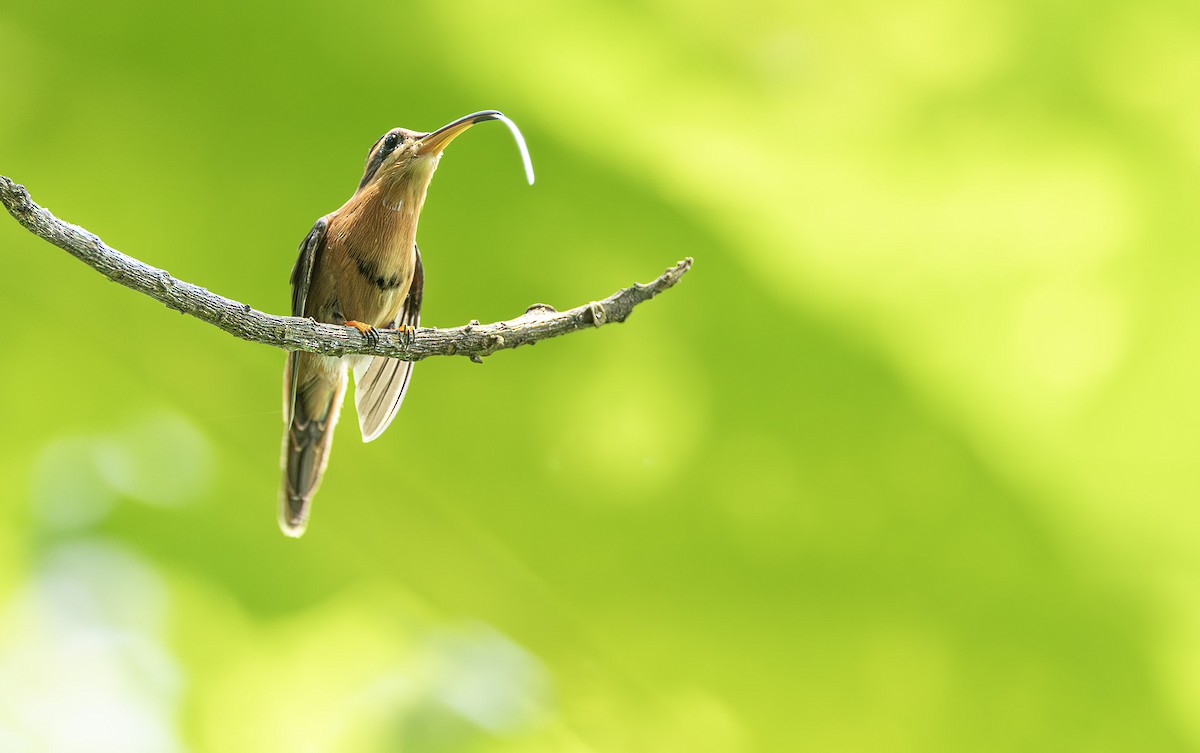 Reddish Hermit - ML631372891