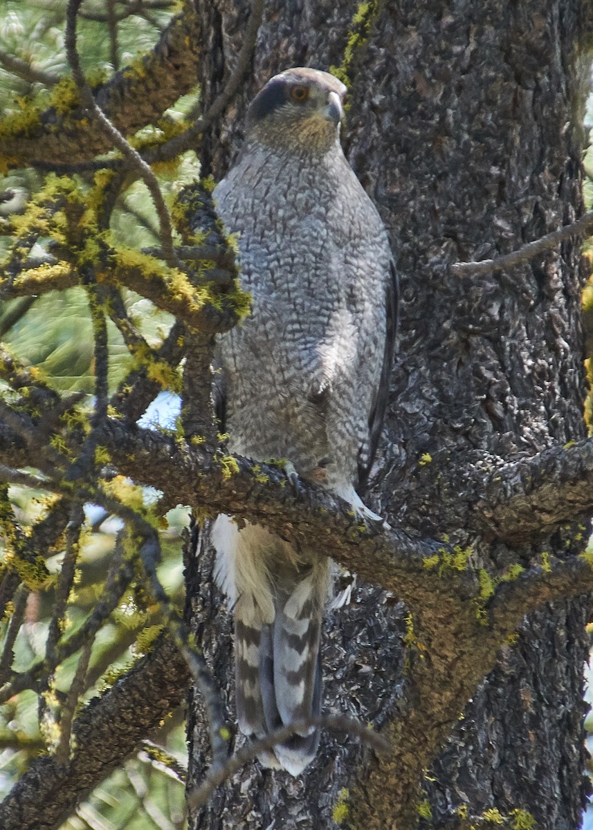 American Goshawk - ML63137301