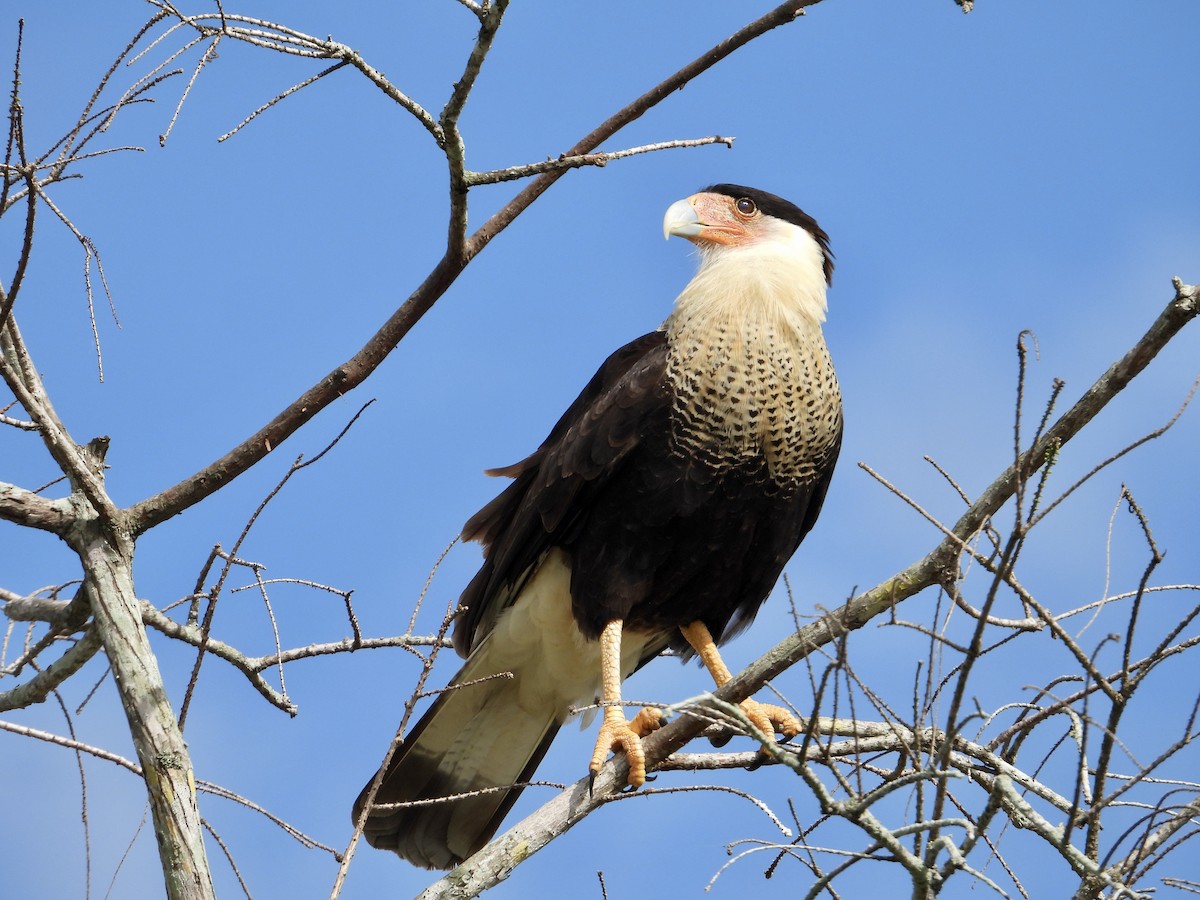 Crested Caracara - ML631373405