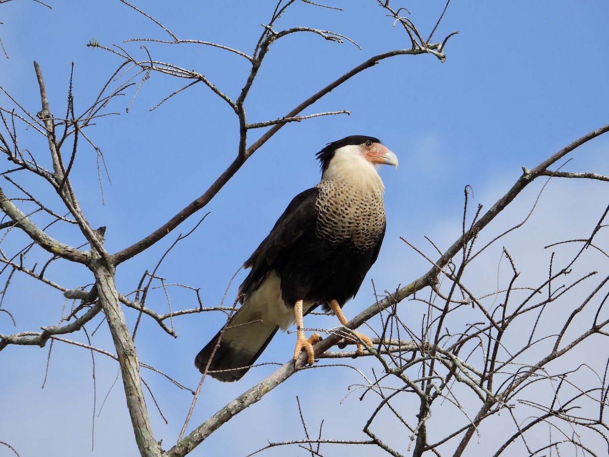 Crested Caracara - ML631373406