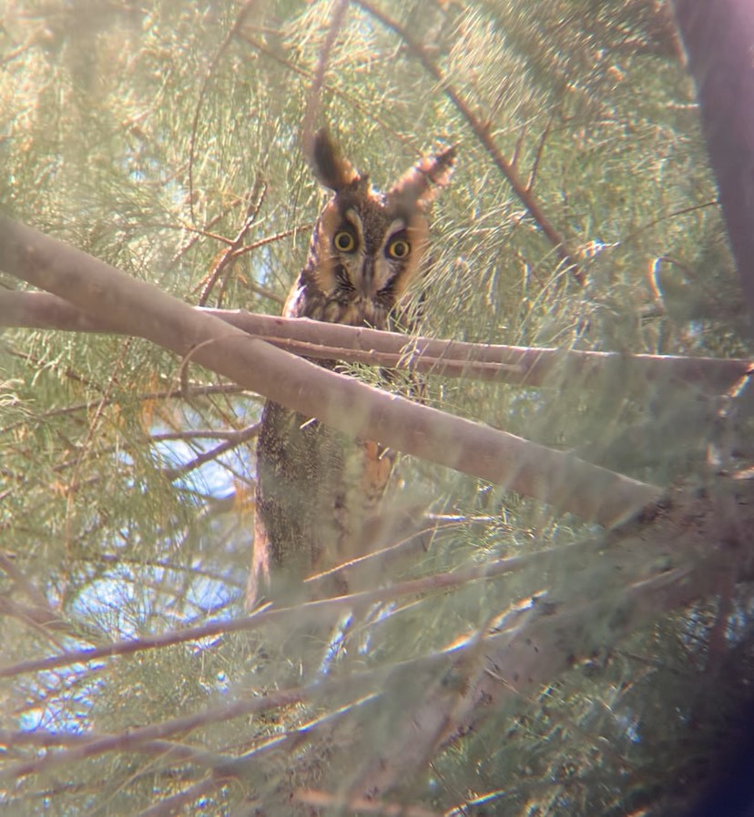 Long-eared Owl - ML631373560
