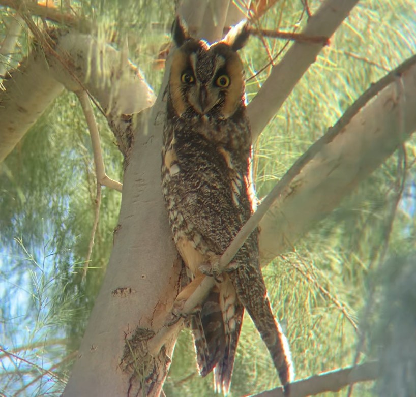 Long-eared Owl - ML631373561