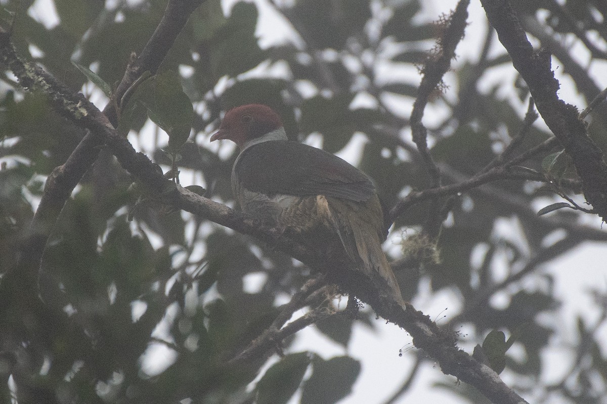 Flame-breasted Fruit-Dove - ML631373698