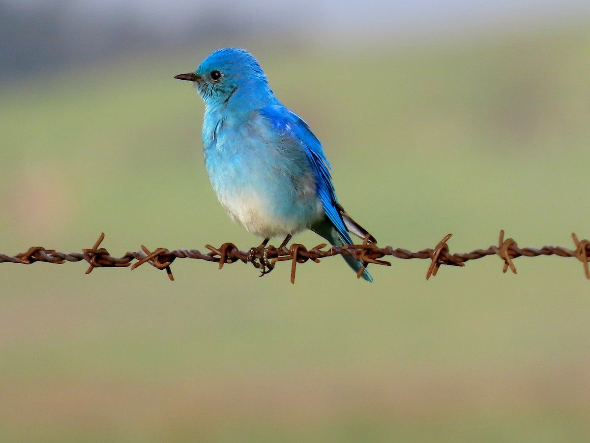 Mountain Bluebird - ML631373773