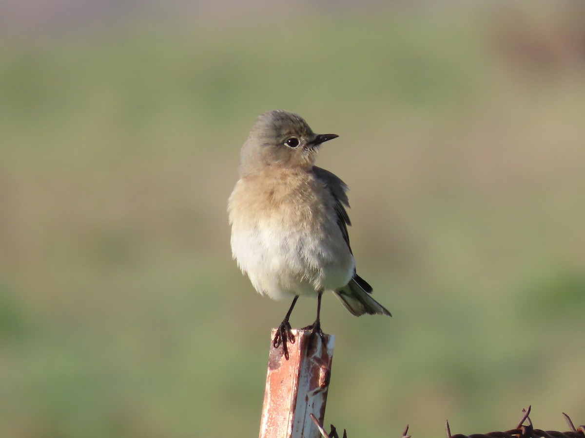 Mountain Bluebird - ML631373784