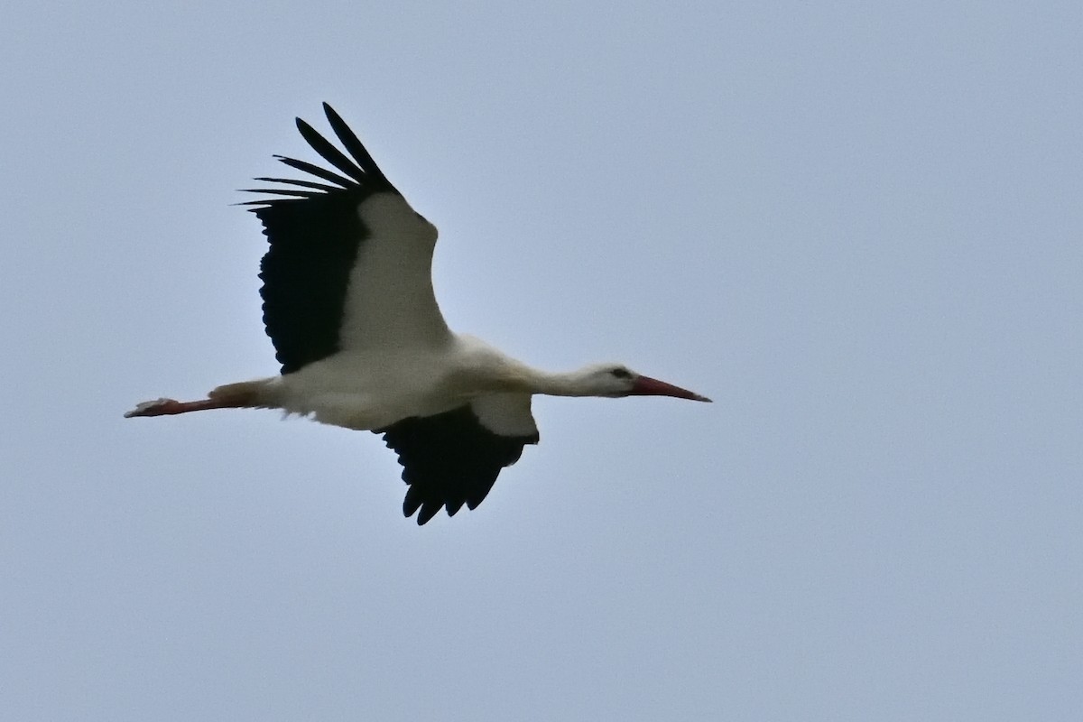 White Stork - ML631373961
