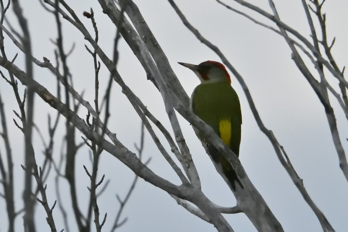 Iberian Green Woodpecker - ML631373968