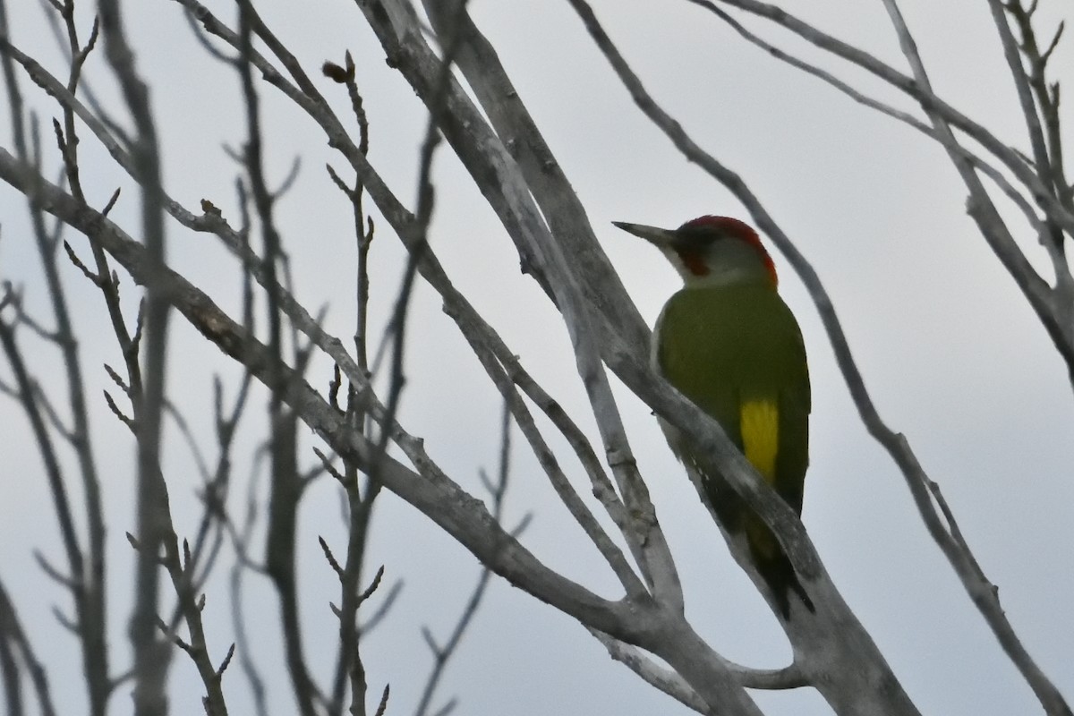 Iberian Green Woodpecker - ML631373973