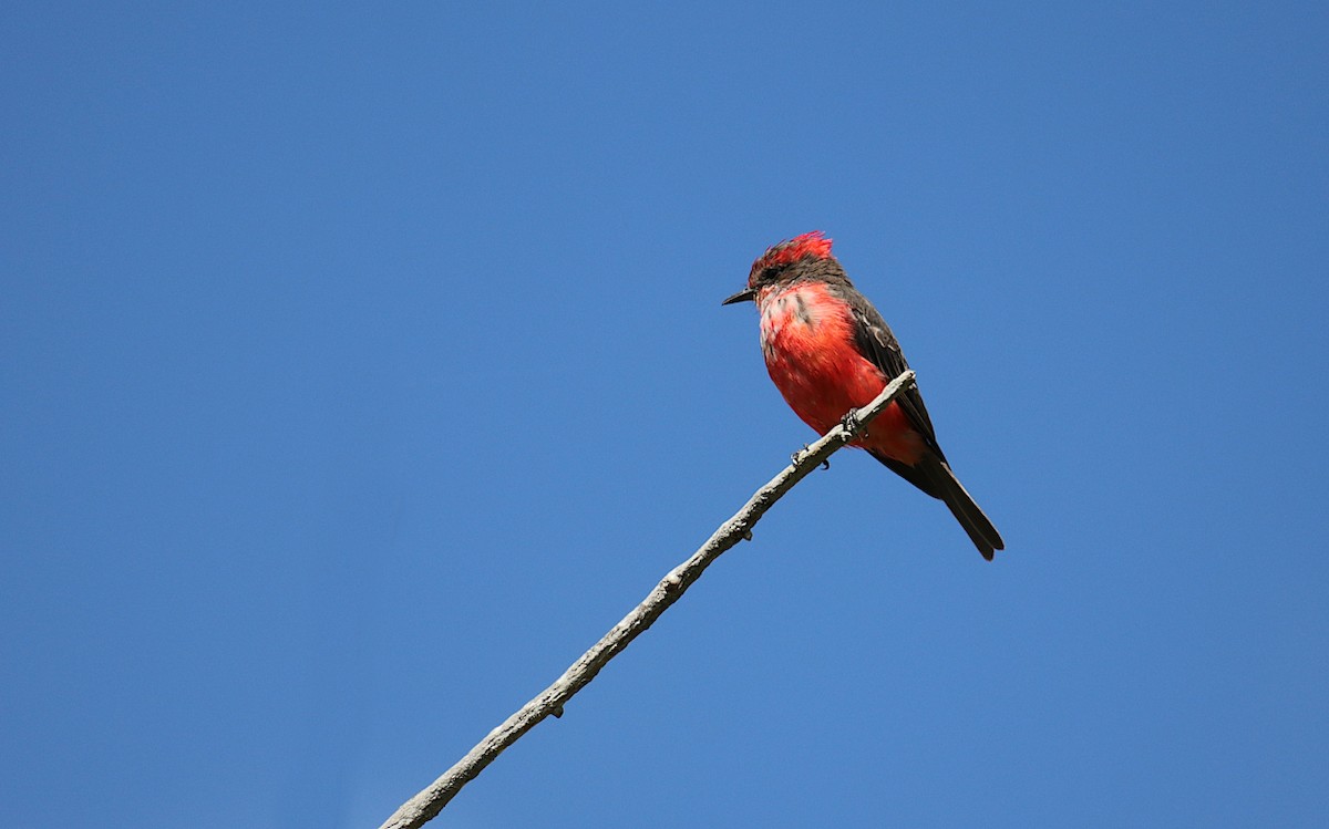 Vermilion Flycatcher - ML631373996