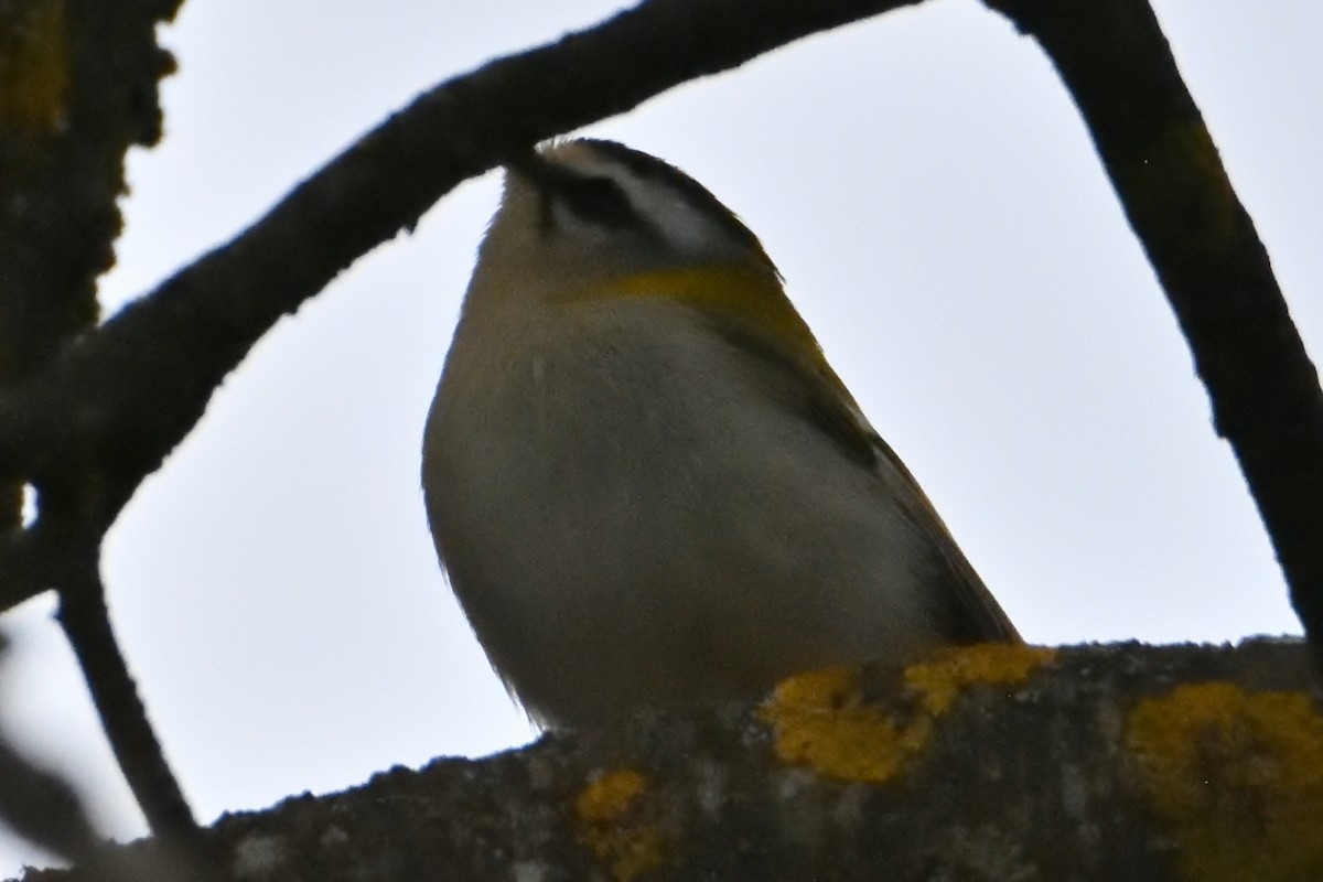 Common Firecrest - ML631373998