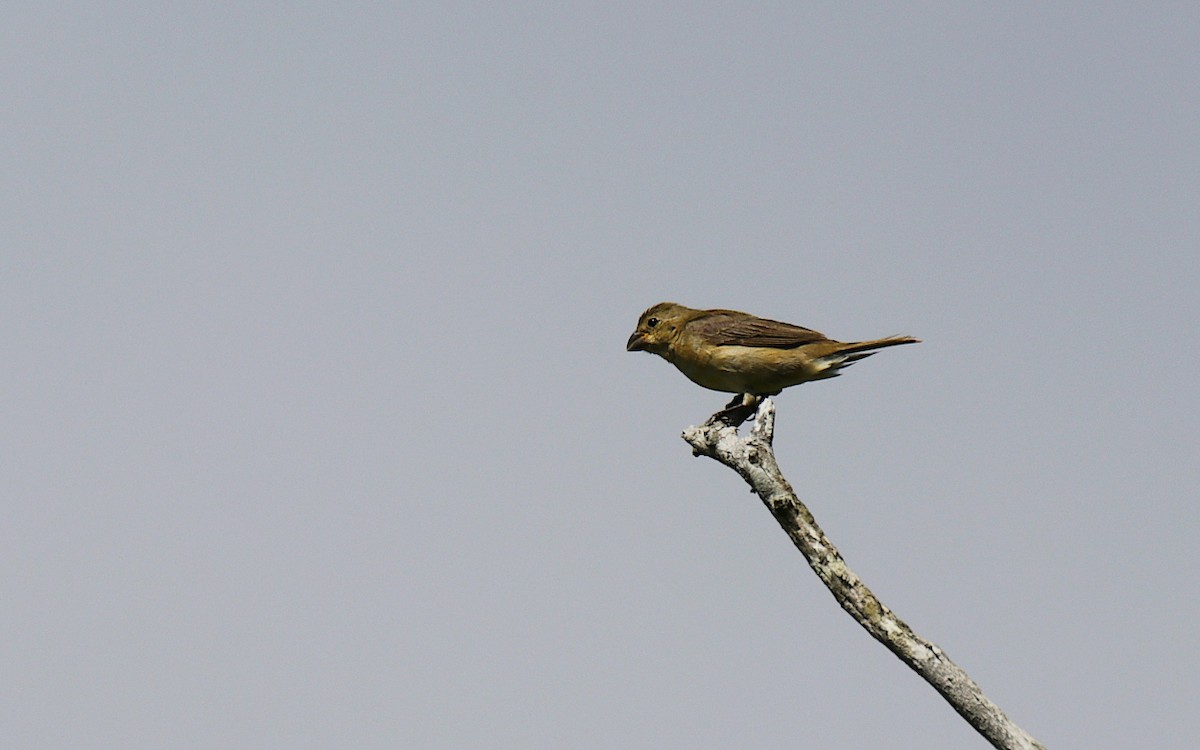 Double-collared Seedeater - ML631373999