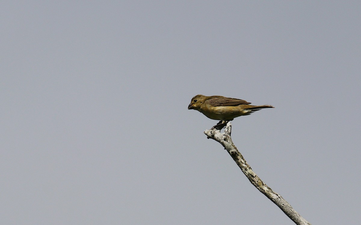 Double-collared Seedeater - ML631374000
