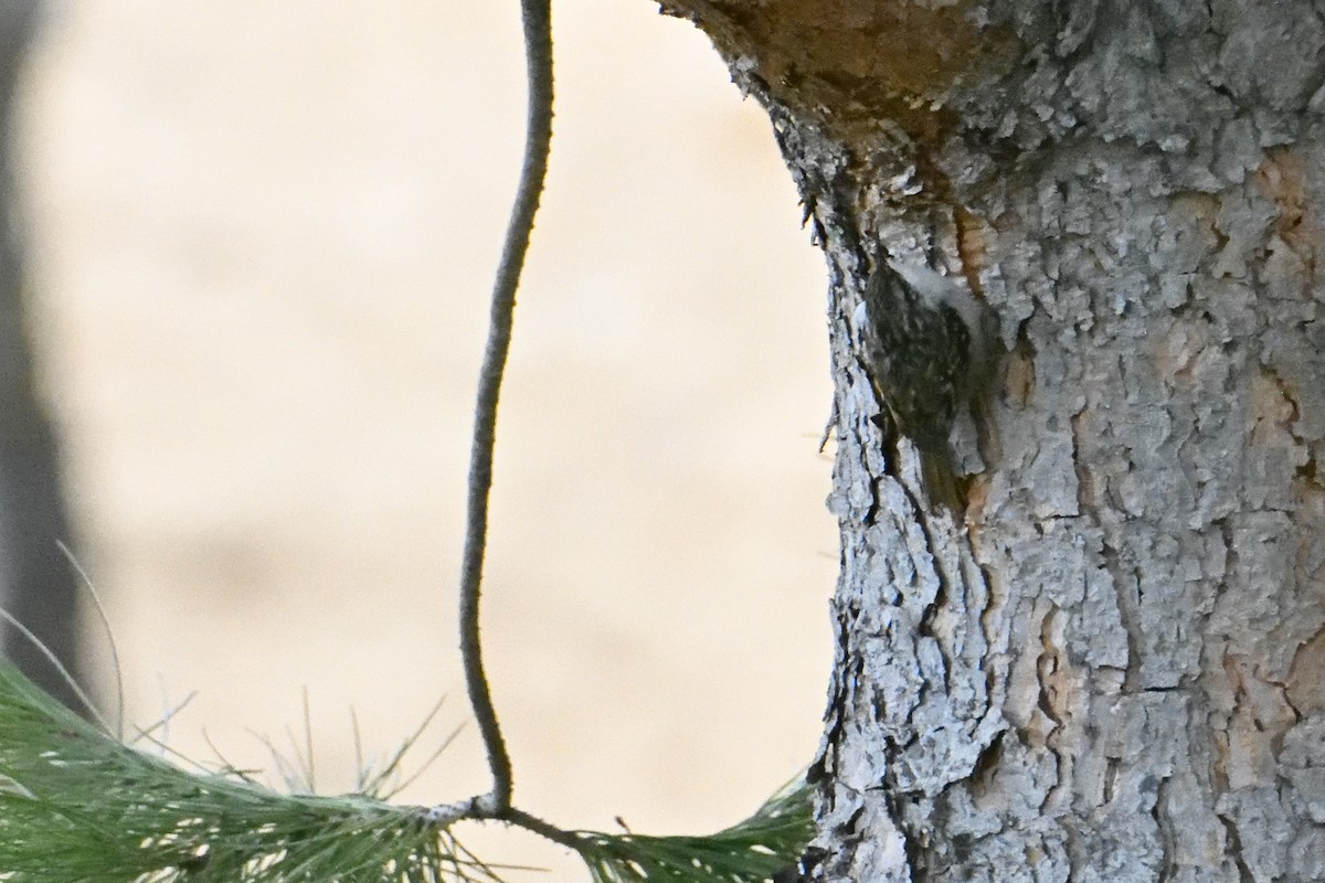 Short-toed Treecreeper - ML631374004