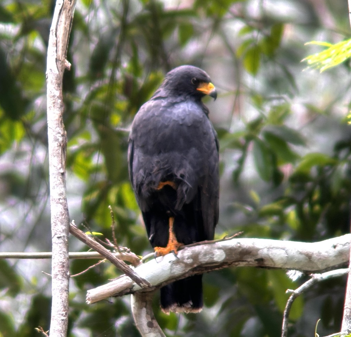 Common Black Hawk - ML631374070