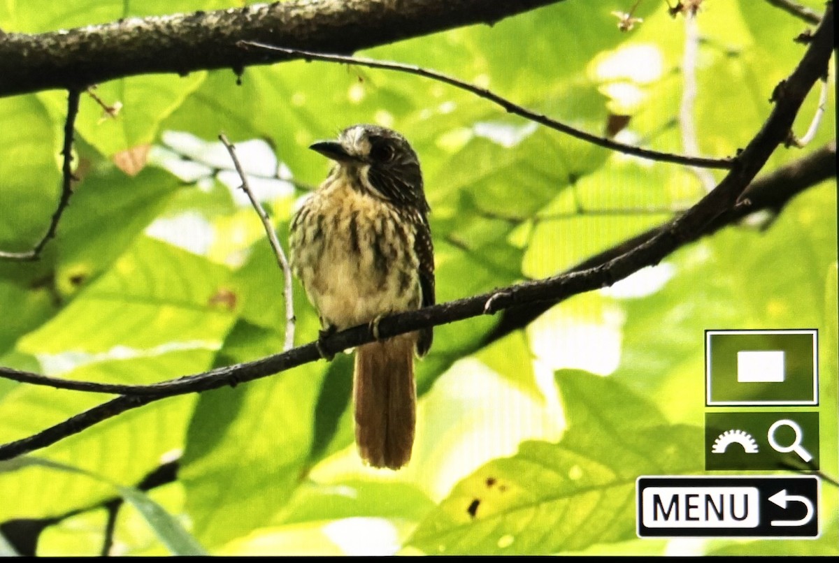 White-whiskered Puffbird - ML631374080