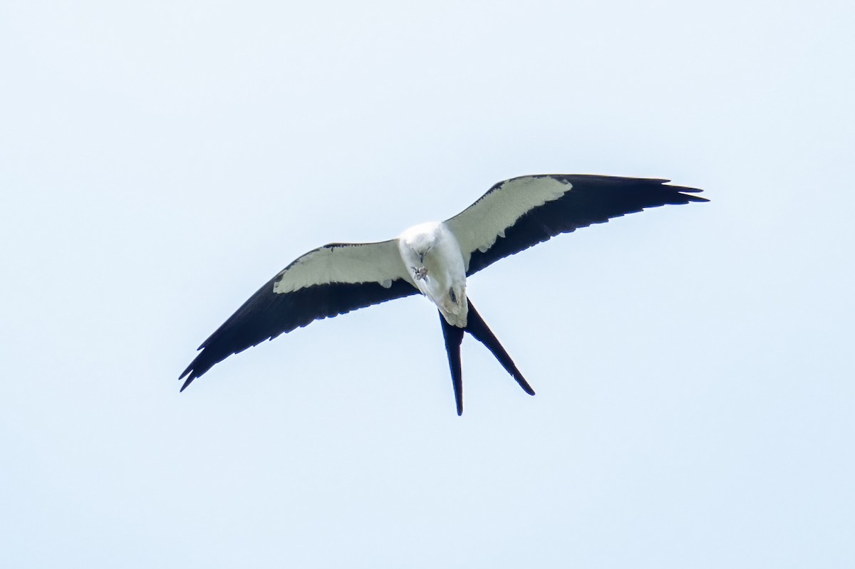 Swallow-tailed Kite - ML631374100