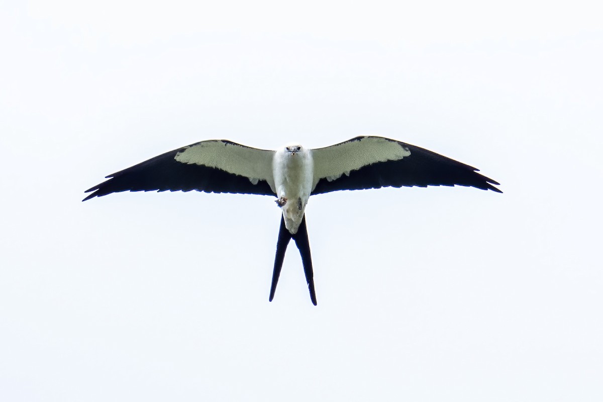 Swallow-tailed Kite - ML631374101