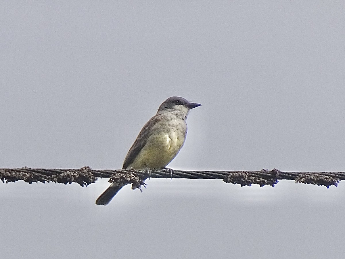 Cassin's Kingbird - ML631374113