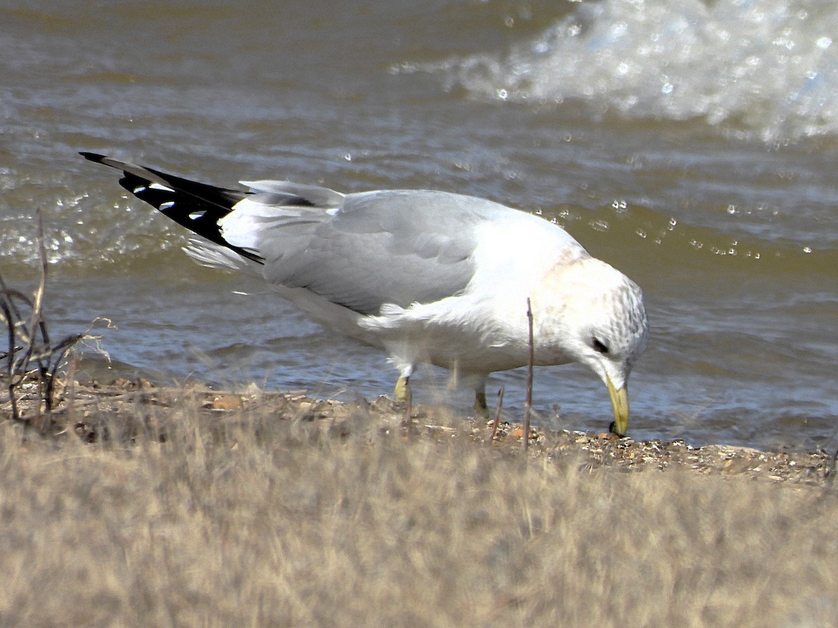 Short-billed Gull - ML631374114