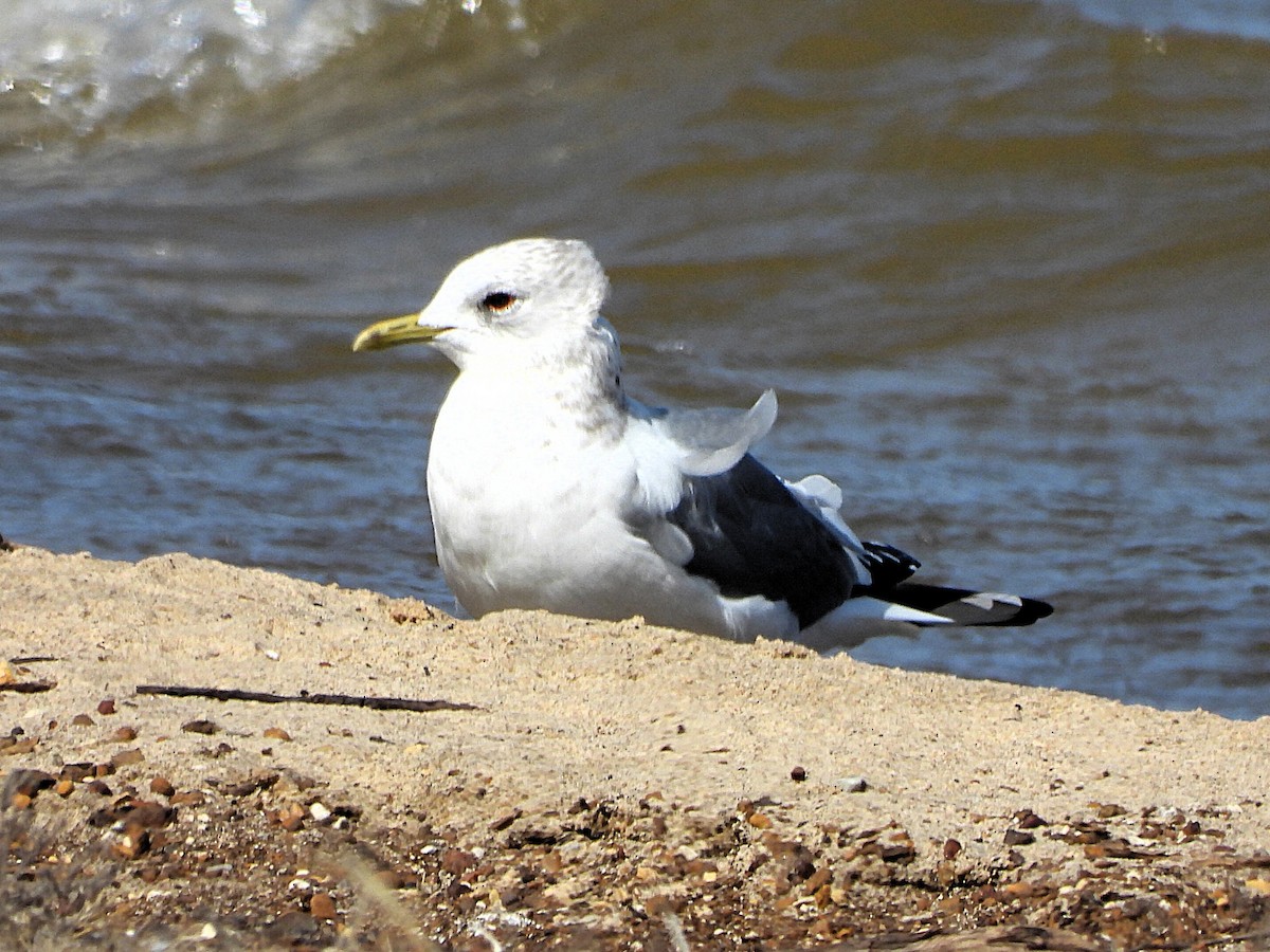Short-billed Gull - ML631374120