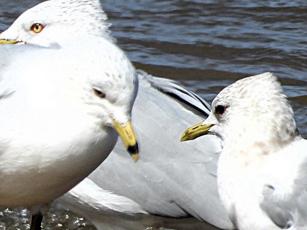 Short-billed Gull - ML631374124