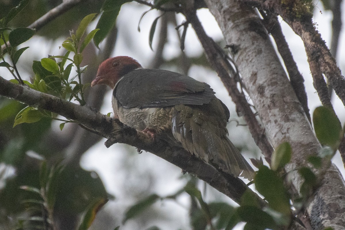 Flame-breasted Fruit-Dove - ML631374263