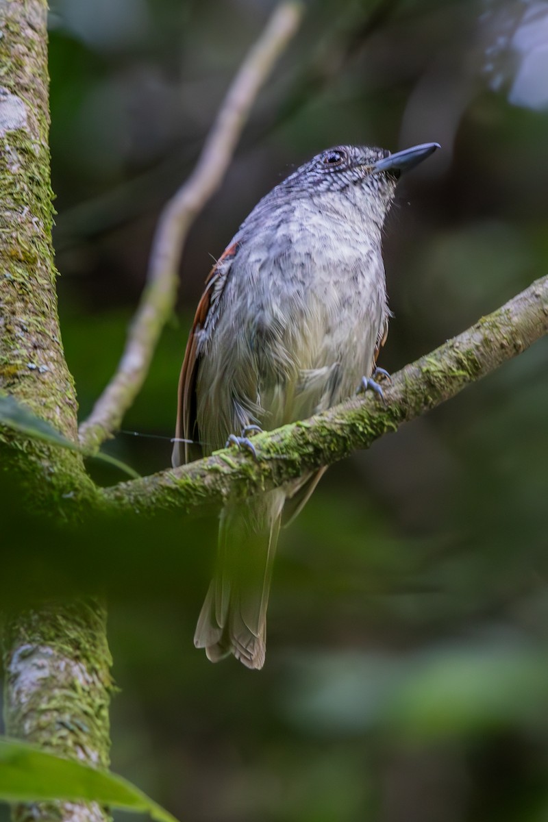 Rufous-backed Antvireo - ML631374399