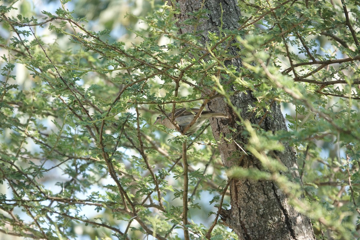 Moineau bridé - ML631374917