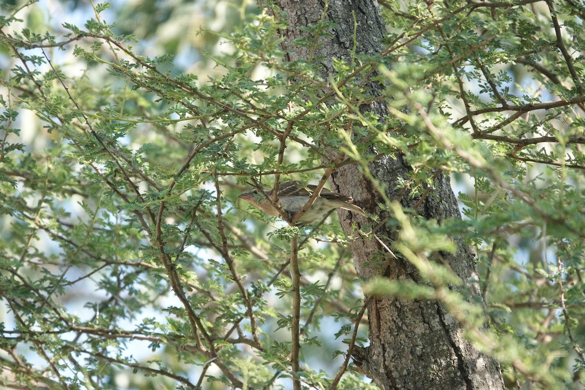 Moineau bridé - ML631374923
